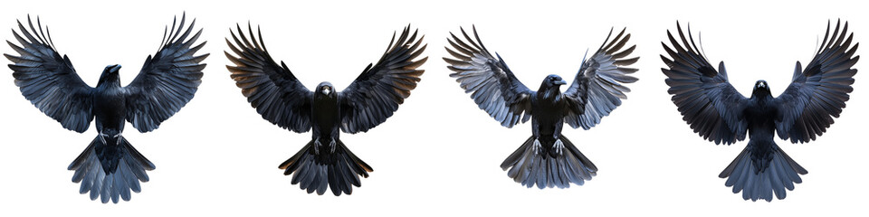 Naklejka premium set of crow spread wings, crow wings spread, crow flying with wings spread, flying crow, crow wings in the sky, crow floating on wings, bird with wings spread, on a transparent backgrounds