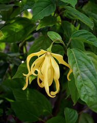 Obraz premium Ylang-Ylang flowers on a tree, Cananga odorata (Lamk.), also known as the perfume tree.
