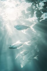 Fototapeta premium Fish swim in sunlit water