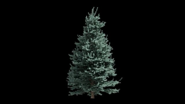 balsam fir tree breeze isolated, seamless loop animation background