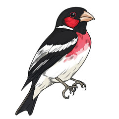 Obraz premium Rose breasted Grosbeak transparent icon | Icon | Anime