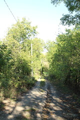 Fototapeta premium A dirt path through a forest