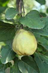 A green fruit on a tree