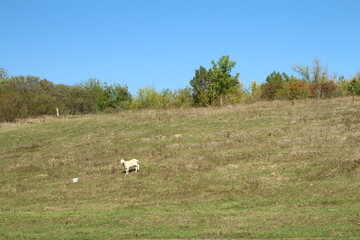A dog in a field