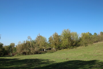 A grassy field with trees and a blue sky