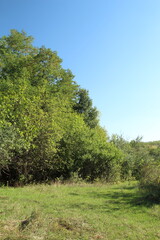 Obraz premium A group of trees in a grassy area