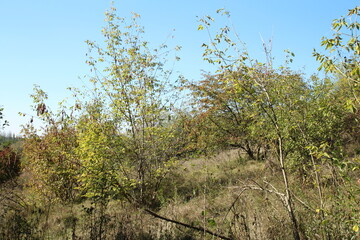 A group of trees