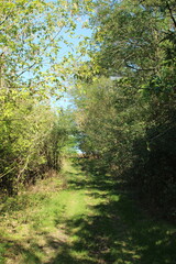 A path through a forest