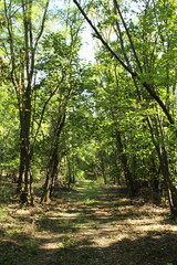 Fototapeta premium A forest with trees