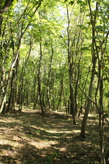 A dirt path through a forest
