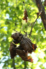 A bee on a tree