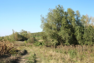 Obraz premium A dirt path through a grassy area
