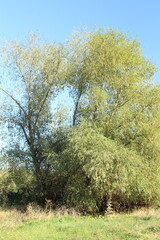 A group of trees in a grassy area