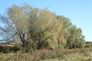 A group of trees in a field