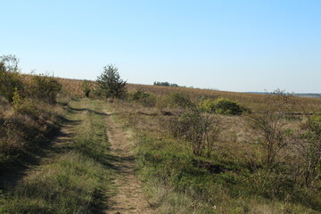 Fototapeta premium A dirt path through a grassy area