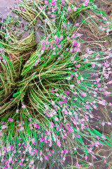 aquatic plant grows and beautiful blooms pink flowers, with fresh green leaves in the rainy season. taken in Myanmar. (Myriophyllum aquaticum, Myriophyllum heterophyllum, twoleaf watermilfoil)
