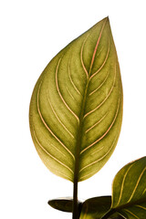Close-up silhouette of Aglaonema rotundum tiger leaves in the garden against to afternoon sunlight on white background
