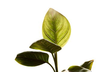 Close-up silhouette of Aglaonema rotundum tiger leaves in the garden against to afternoon sunlight on white background