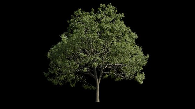 european ash tree breeze isolated, seamless loop animation background