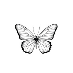 vector Butterfly 