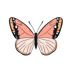 vector Butterfly 