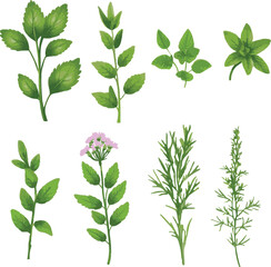 Wild flowers vector collection herbs