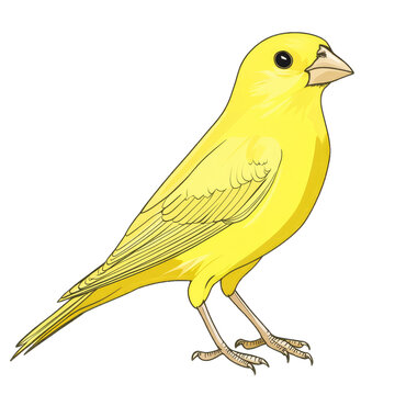 Canary clip art preview