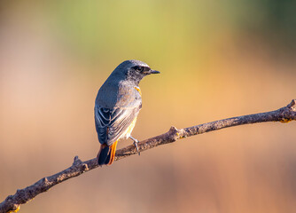 Common redstart perched on a branch with blurred background and warm colors