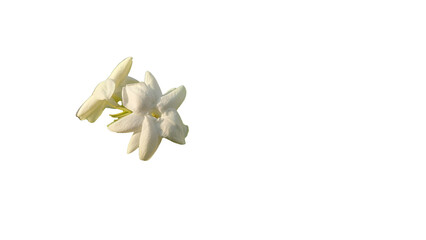 White jasmine flowers bloom on removed background