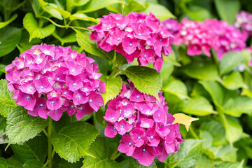 雨に濡れたピンクの紫陽花