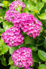 雨に濡れたピンクの紫陽花