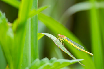 草に止まるイトトンボ