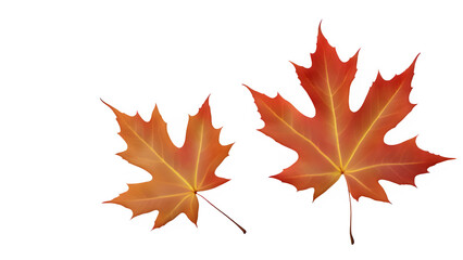 Fototapeta premium a maple leaf