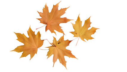Fototapeta premium a maple leaf