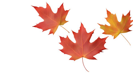 Obraz premium a maple leaf