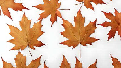 Fototapeta premium a maple leaf