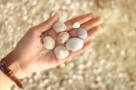 a person holding several shells in their hand. close up of a girl's hand with a pile of shells in her hand found in the beach sand