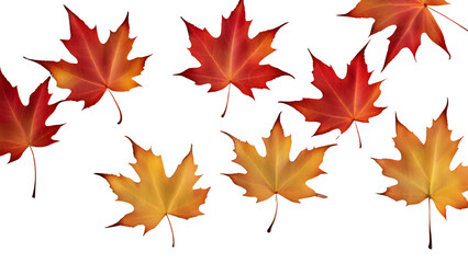 Fototapeta premium a maple leaf