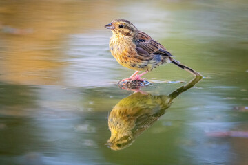 bunting drinking water from a pond in summer