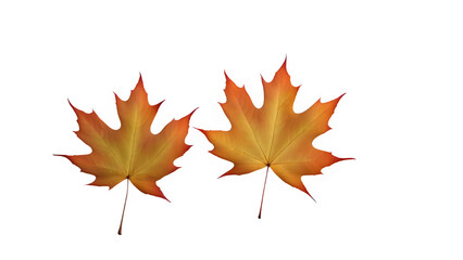 a maple leaf