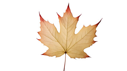 Fototapeta premium a maple leaf