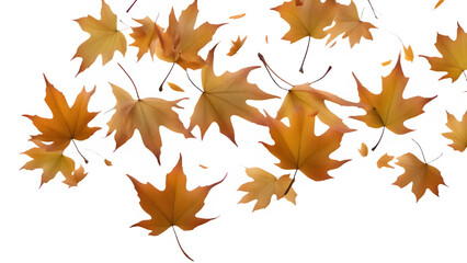 a maple leaf