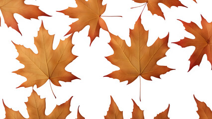 Obraz premium a maple leaf