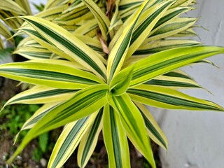 dracaena reflexa ornamental plants without flowers