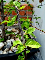 paper flower leaves and stems