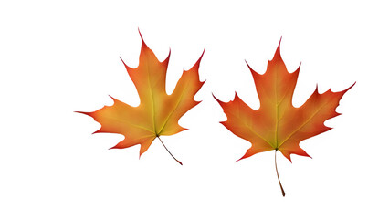 Obraz premium a maple leaf
