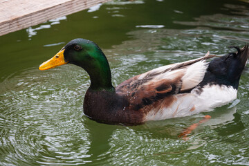 A mallard.