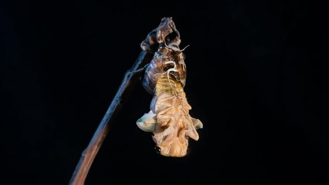 Time-lapse photography of the hatching process of cicada pupae