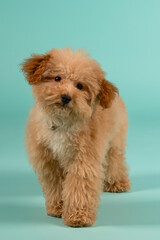 Puppy brown Poodle dog with curly hair, full body view, looking at the camera. Walking against a turquoise studio background, portrait, action shot.