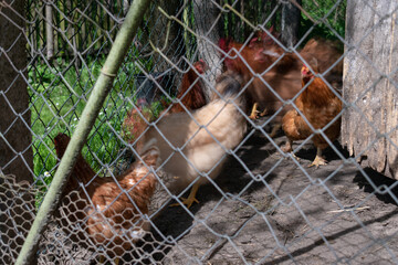 Hens in hen coop in long exposure, motion blur © slobodan
